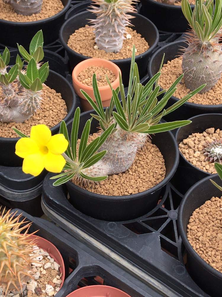 パキポディウム グラキリスの投稿画像 By ひろたんさん 花芽とキョウチクトウ科とお気に入り とコーデックスと植中毒と今日の一枚とパキポととげと可愛い と実生と塊根植物と好きな葉っぱと珍奇植物と 花のある暮らしとお花とグラさんとぷっくり 月5月29日