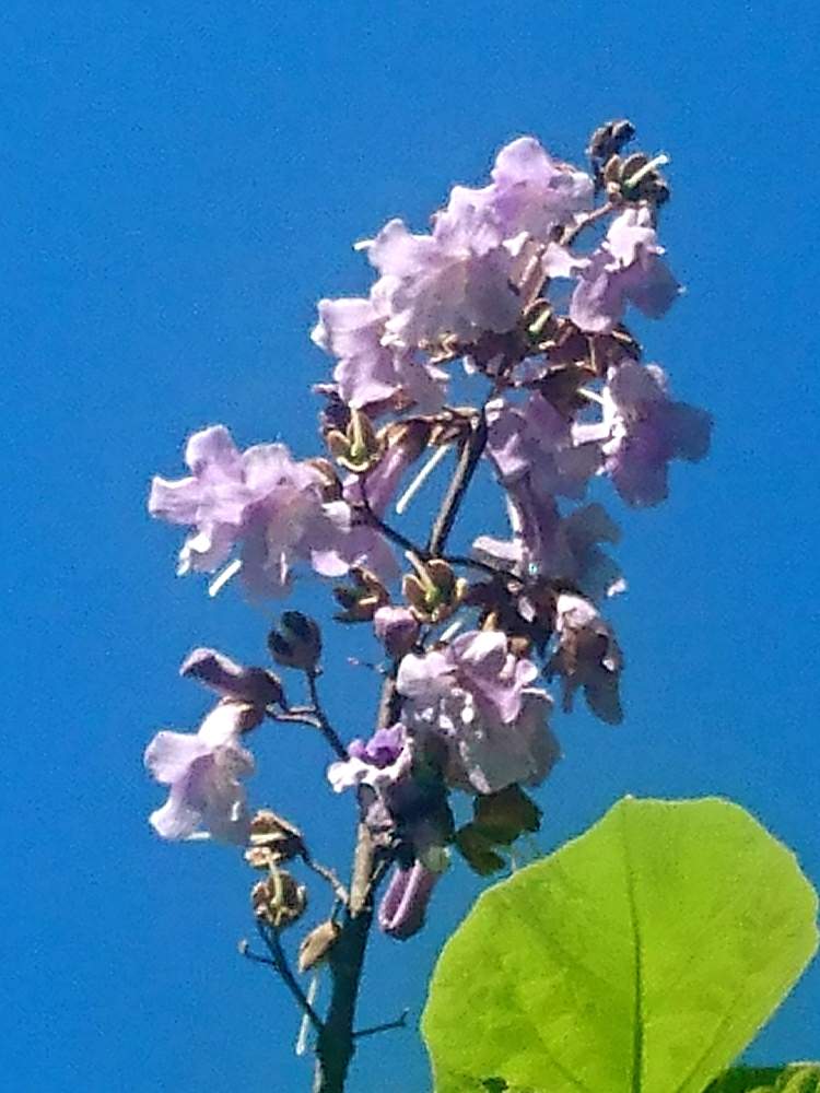 散歩の投稿画像 By ロンさん 空と木と紫色の花と仙台 月5月29日 Greensnap グリーンスナップ