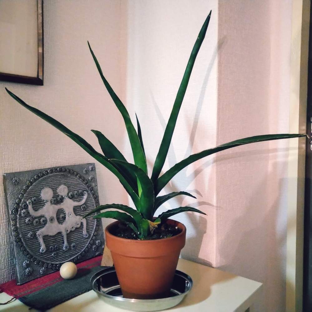 サンスベリアの投稿画像 By Bumbabaさん 観葉植物と花のある暮らしとみどりのある暮らしとおうち園芸 月5月29日 Greensnap グリーンスナップ