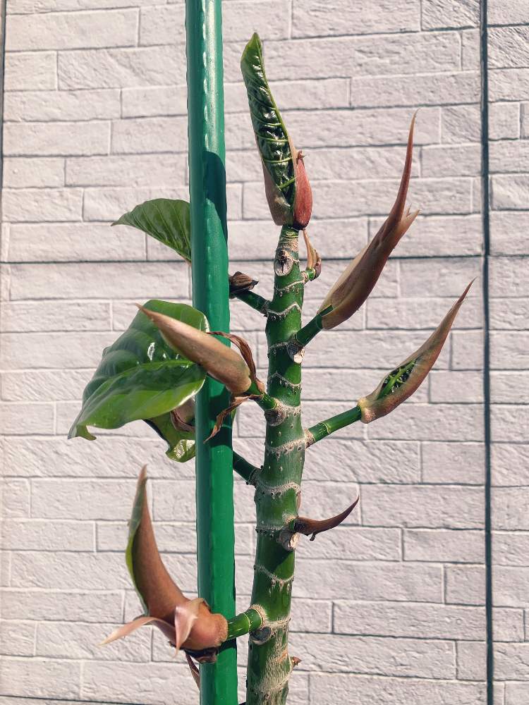 ウンベラータの投稿画像 By Poteyaさん 観葉植物と植物のある暮らしと緑のある暮らしとフィカス属と ウンベラータと成長記録と Ub 月5月29日 Greensnap グリーンスナップ
