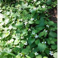 ドクダミの画像