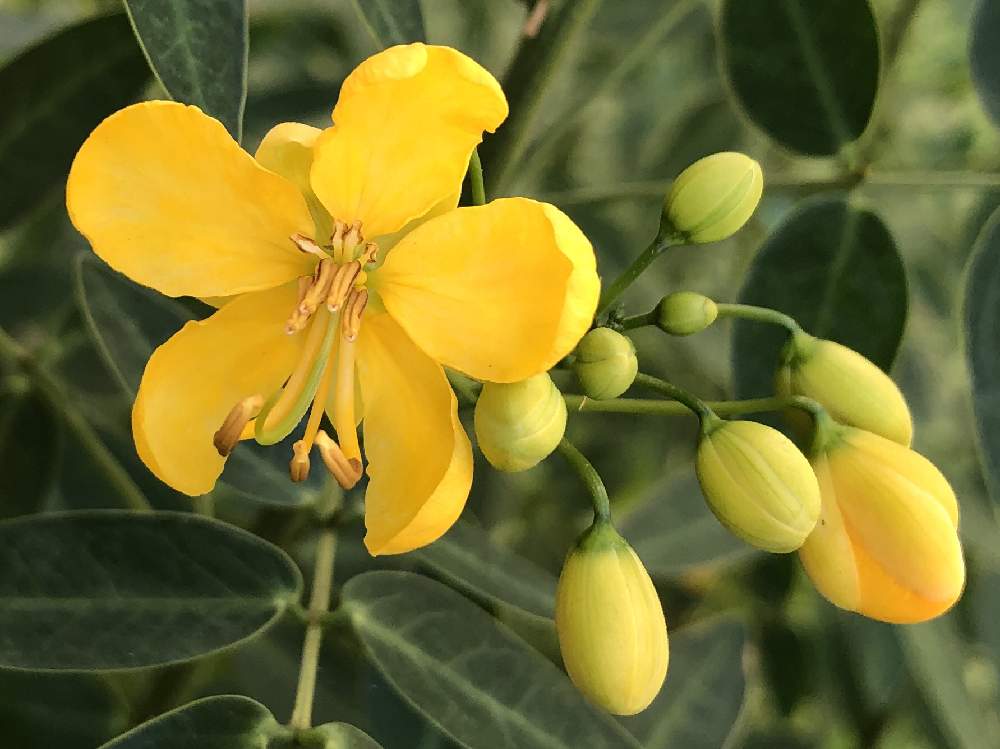 アンデスの乙女の投稿画像 By Emptyさん コバノセンナとカッシアと花のある暮らしとノンフィルター 月5月29日 Greensnap グリーンスナップ