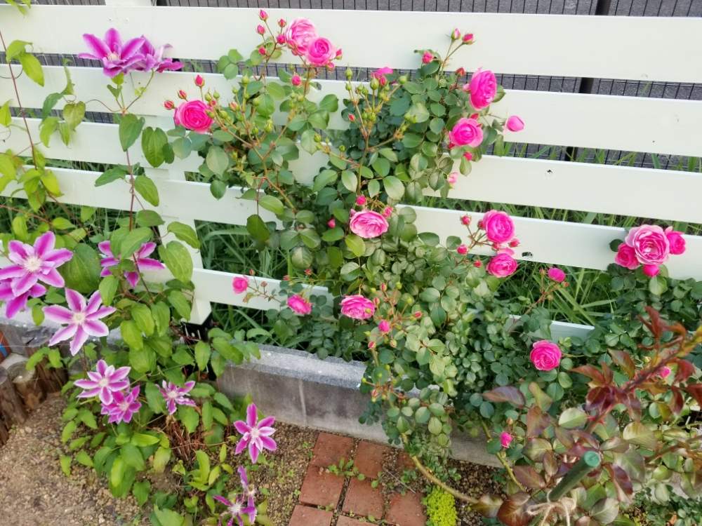 クレマチス ドクターラッペルの投稿画像 By Ouchicafe さん ポンポネッラとクレマチス とつるバラと薔薇 ポンポネッラとおうち園芸とクレマチス フェンスと バラとクレマチス フォトコンとバラ フェンスとdiyウッドフェンス 月5月29日 Greensnap