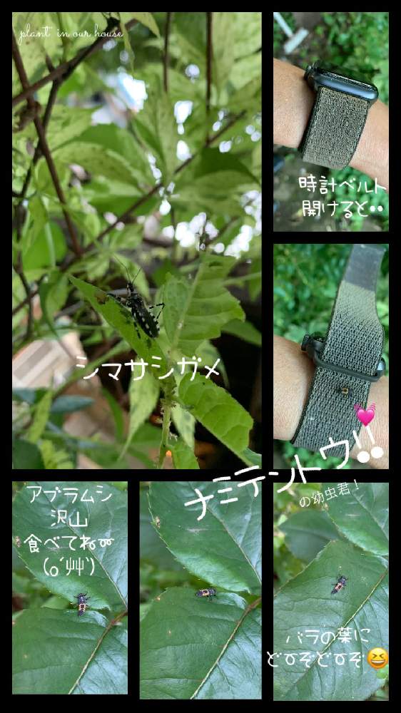 ナミテントウの投稿画像 By Kane Flowerさん シマサシガメとおうちde菜園とおうち園芸と中ぐらいの庭と埼玉県と家庭菜園奮闘日記と無農薬 有機栽培と無農薬 無化学肥料栽培と益虫と害虫 月5月29日 Greensnap グリーンスナップ