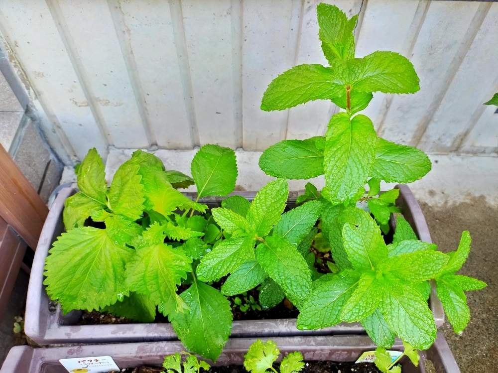 スペアミントの投稿画像 By ぽりさん 大葉 月5月29日 Greensnap グリーンスナップ