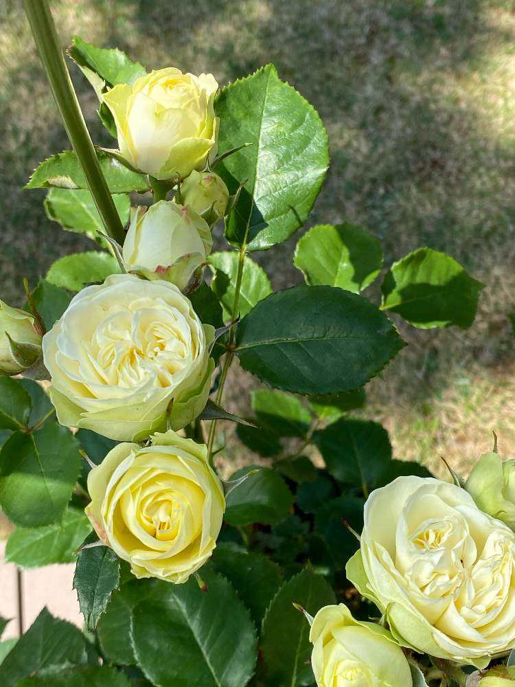 薔薇の投稿画像 By Coco さん バラ クリーミー エデンと小さなお庭とコロナに負けるな とこんな時こそ花をと医療現場の人々に感謝 月5月29日 Greensnap グリーンスナップ