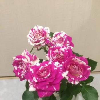華麗な薔薇の画像 by ハイビスカスさん | 小さな庭とおうちで飾るお花 と華麗な薔薇