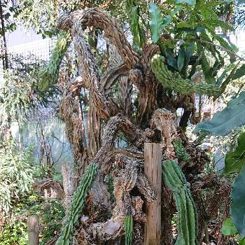 柱サボテン 石化の投稿画像一覧 Greensnap グリーンスナップ