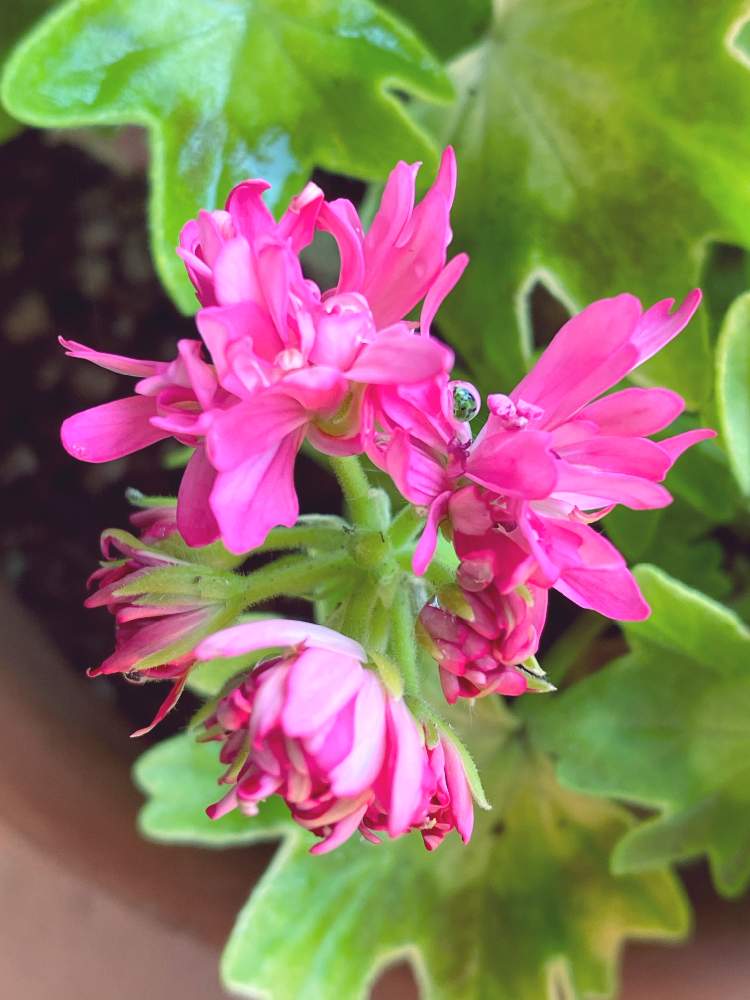 ゼラニウム ピンクレモネードの投稿画像 By パールパーティさん ちいさな花とテラスガーデンと素敵 とちいさな幸せ といつまでも初心者と可愛いお花と癒しとピンク ピンクとおうち園芸と鮮やか と鉢植えと可愛いとインテリアグリーンと素敵 月5月30日