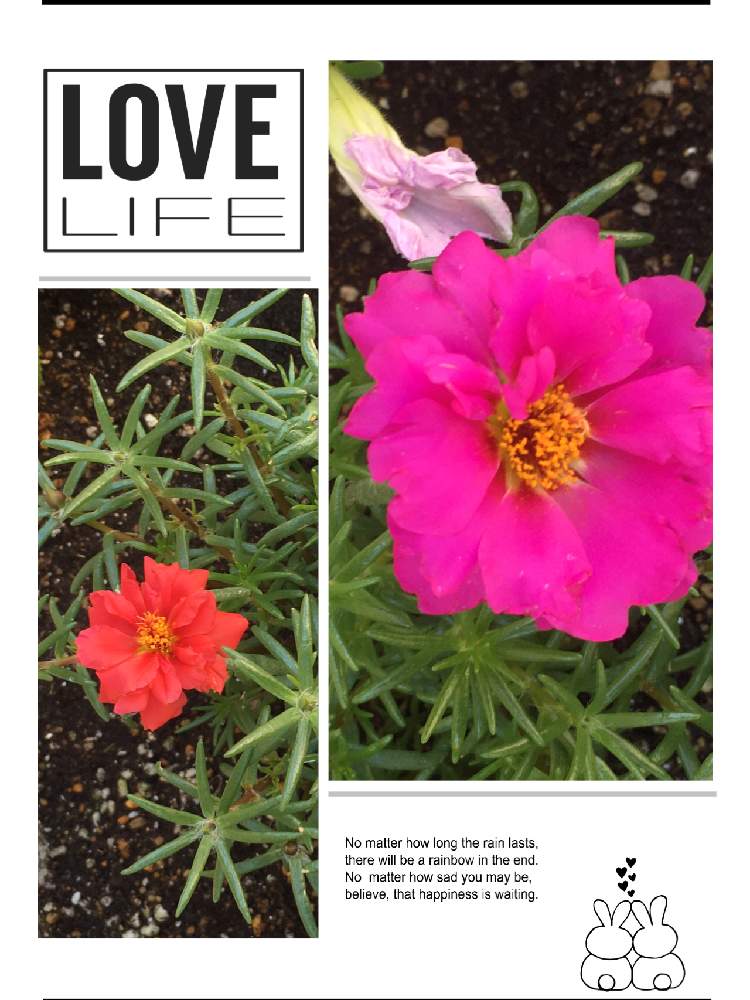 スベリヒユ科の投稿画像 By Manabeさん スベリヒユ科スベリヒユ属 月5月30日 Greensnap グリーンスナップ