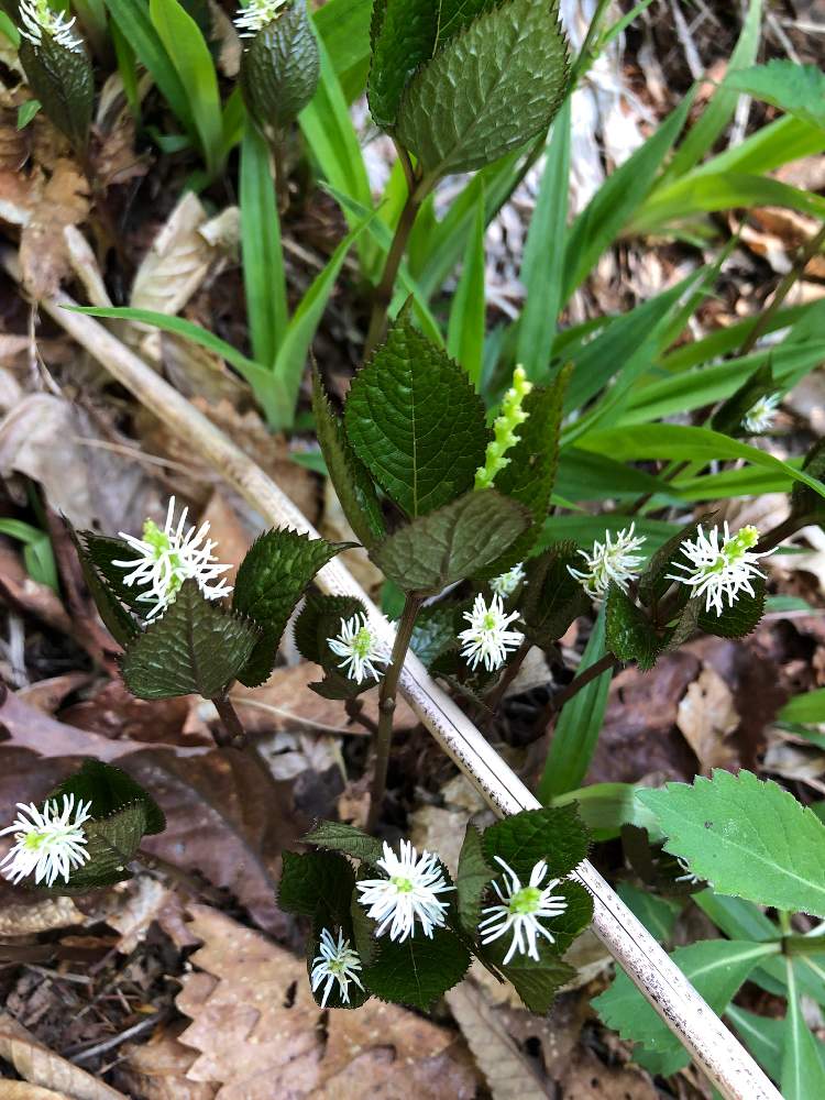 ヒトリシズカの投稿画像 By まみりんさん 月5月30日 Greensnap グリーンスナップ