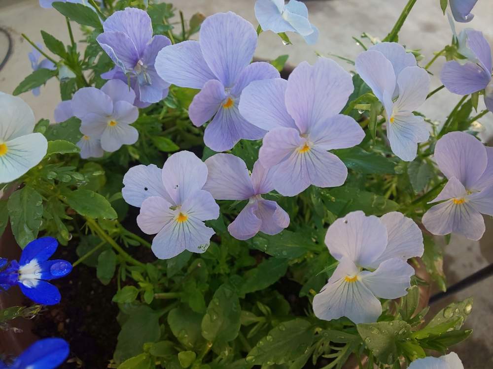 ビオラの投稿画像 By 14さん アズーロ コンパクトとビオラ ビビ ヘブンリーブルーと種からと青い花とブルーの花と青い花大好き 月5月30日 Greensnap グリーンスナップ