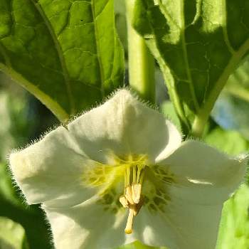 鬼灯の花の投稿画像一覧 Greensnap グリーンスナップ