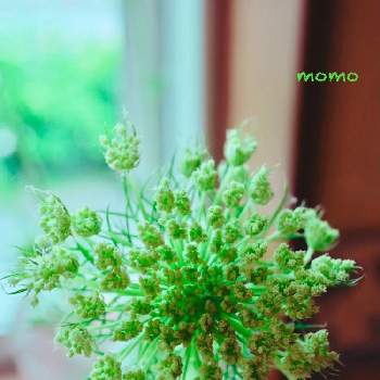 ノラニンジンの画像 by momoさん | ノラニンジンの白い花といつもありがとう♡とノラニンジンとしぞーか勢と綺麗と素敵な出会いに感謝と毎日楽しくと素敵とリフレッシュして！元気になる！花飾りフォトコンテスト
