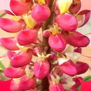 五月の花の画像 by サッチンさん | ピンク色の花と五月の花