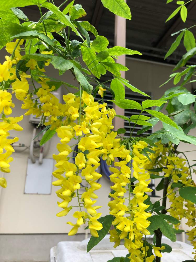 藤の花 の投稿画像 By みるくココアさん おうち園芸と黄色い花と小さなはなと花好きと花のある暮らしとキングサリとお出かけ先と藤の花 とおうち園芸と 黄色い花と小さなはなと花好きと花のある暮らし 月5月30日 Greensnap グリーンスナップ Greensnap