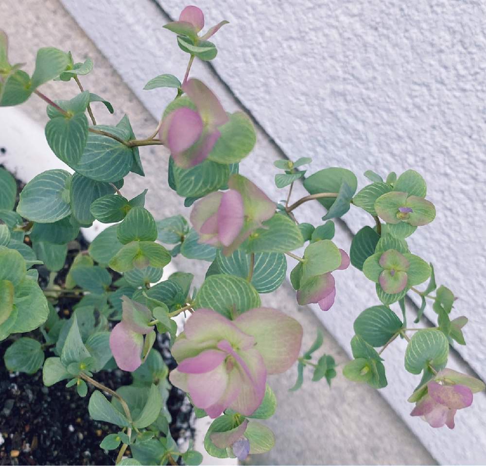 オレガノ ケントビューティーの投稿画像 By Kyrtさん 挿し木と季節の花とおうち園芸と おうち園芸 フォトコンテストと花のある暮らしとハーブと鉢植えと観賞用 月5月30日 Greensnap グリーンスナップ