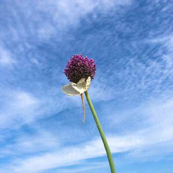 ニンニクの花の投稿画像一覧 Greensnap グリーンスナップ