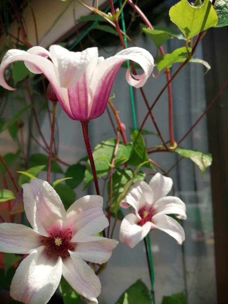 クレマチスの投稿画像 By 化け猫さん プリンセスケイト 月5月30日 Greensnap グリーンスナップ