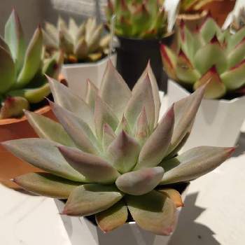 野原園芸の投稿画像一覧 Greensnap グリーンスナップ