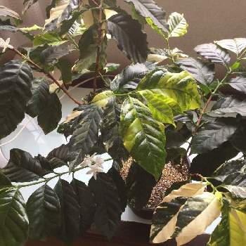 コーヒーの木とパキラの投稿画像一覧 Greensnap グリーンスナップ