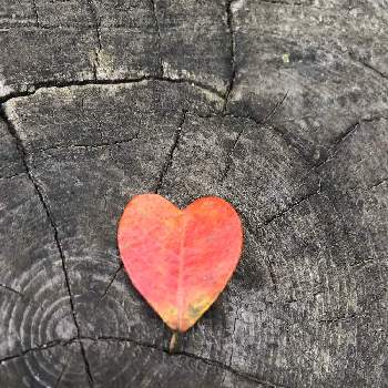 ハート の投稿画像一覧 Greensnap グリーンスナップ