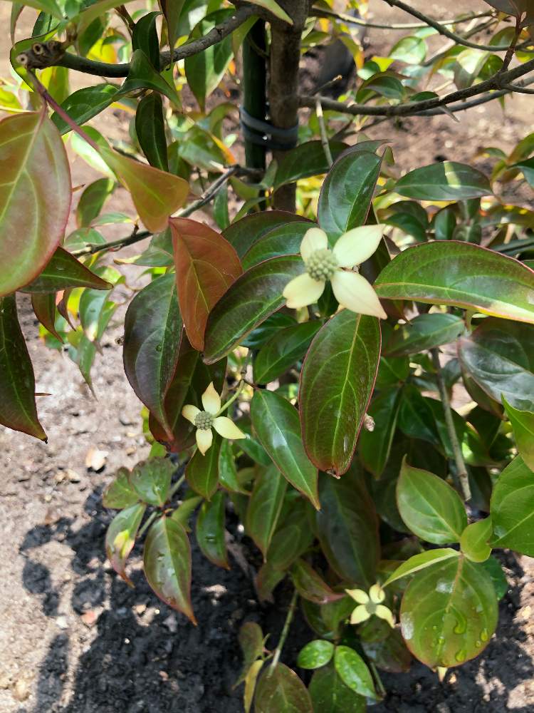 常緑ヤマボウシの投稿画像 By とおるさん ウィンターレッドペイジと雑木の庭とおうち園芸 月5月30日 Greensnap グリーンスナップ