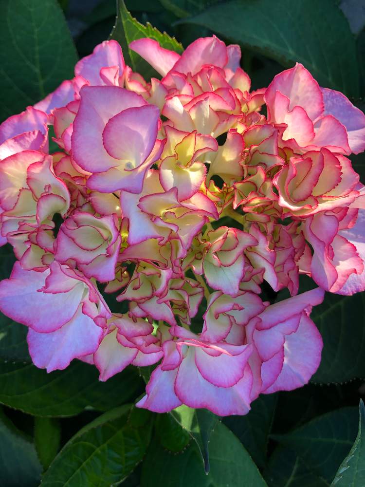 ハイドランジアの投稿画像 By 綿さん 紫陽花 あじさい アジサイとアジサイ マリーアントワネット とピンクの花と花のある暮らしと綿菜園とおうち園芸 月5月30日 Greensnap グリーンスナップ