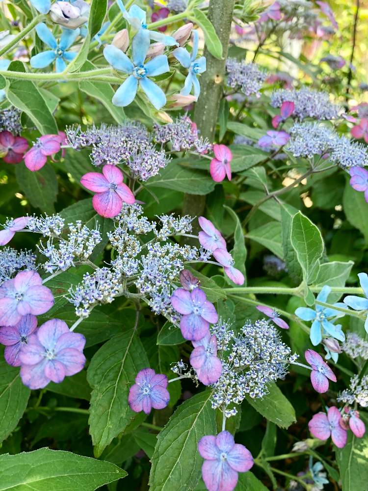オキシペタラム ブルースターの投稿画像 By Yossyさん ヤマアジサイ とピンク のつぼみとグラデーションと薄紫色の花とあじさい大好きと青い花とくつろぎの庭と花のある庭と木の花と笑顔がいちばんと淡いピンクとヤマアジサイ 月5月30日 Greensnap グリーン