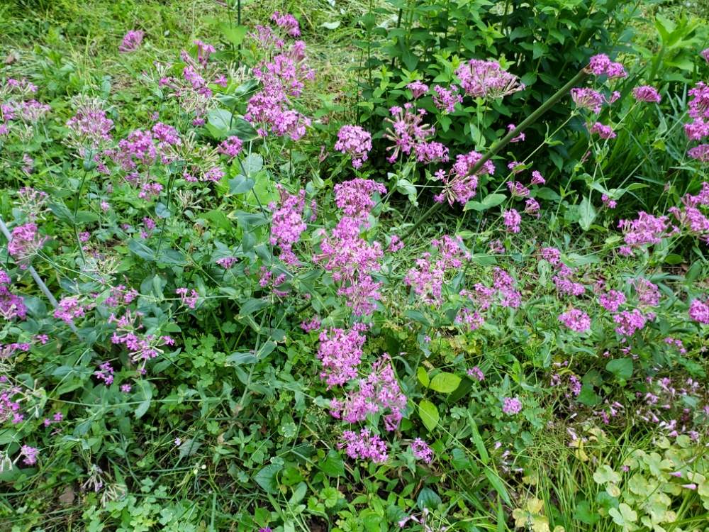 イボちゃんさんの投稿画像 月5月30日 Greensnap グリーンスナップ