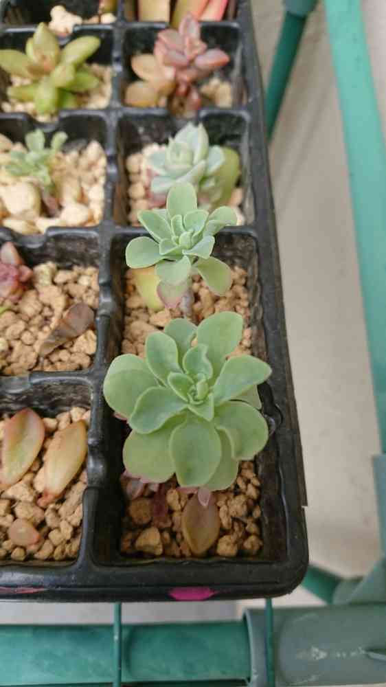 バルサミフェルム　大群生　抜き苗 バルサミフェルム 大群生 抜き苗