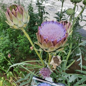 アーティーチョークの花,春野菜,江川せせらぎ遊歩道,お出かけ先の画像