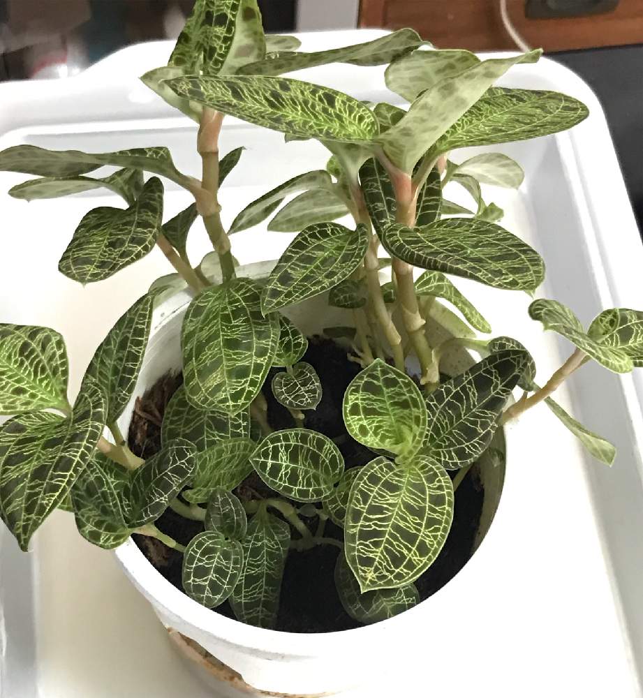 マコデスペトラを株分けして植え替えです Greensnap グリーンスナップ