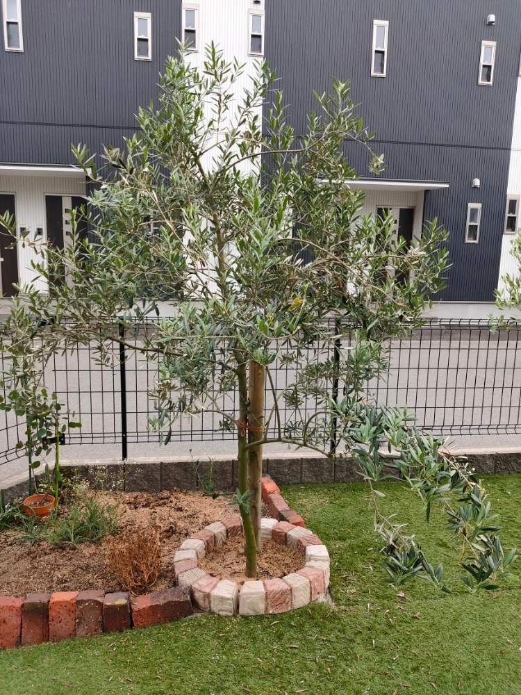 オリーブの木の投稿画像 By みなわかさん マンザニロとはじめての花壇造りとみなわか花壇とおうち園芸 月5月30日 Greensnap グリーンスナップ
