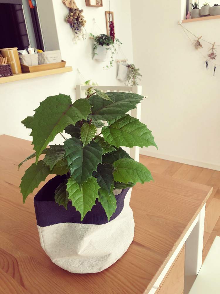 カンガルーアイビーの投稿画像 By Kasさん 観葉植物と沼ノ上農園と癒しとおうち園芸と成長記録と葉っぱを楽しむ 月5月30日 Greensnap グリーンスナップ