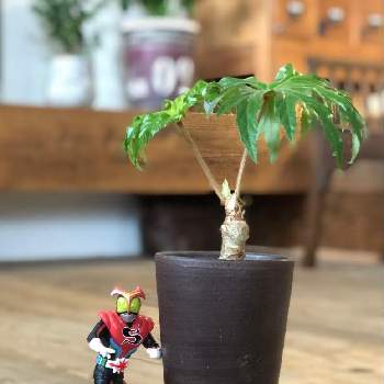 さくらベゴニア 根茎性ベゴニア クラシカウリス の投稿画像一覧 Greensnap グリーンスナップ