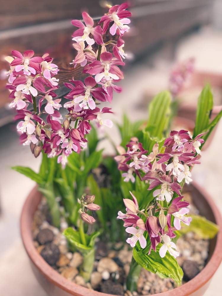 エビネの投稿画像 By Sonoeさん エビネ鉢栽培と頂き物 と頂きものとおうち園芸と おうち園芸 フォトコンテストとエビネ蘭とstay Home 月5月30日 Greensnap グリーンスナップ