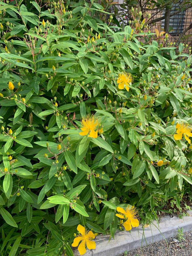 くまけんさんの投稿画像 05 30 17 03 32 0 Greensnap グリーンスナップ Greensnap グリーンスナップ