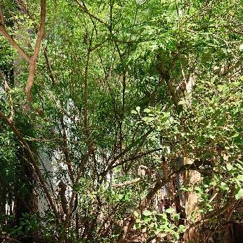 代々木ビレッジの投稿画像一覧 Greensnap グリーンスナップ