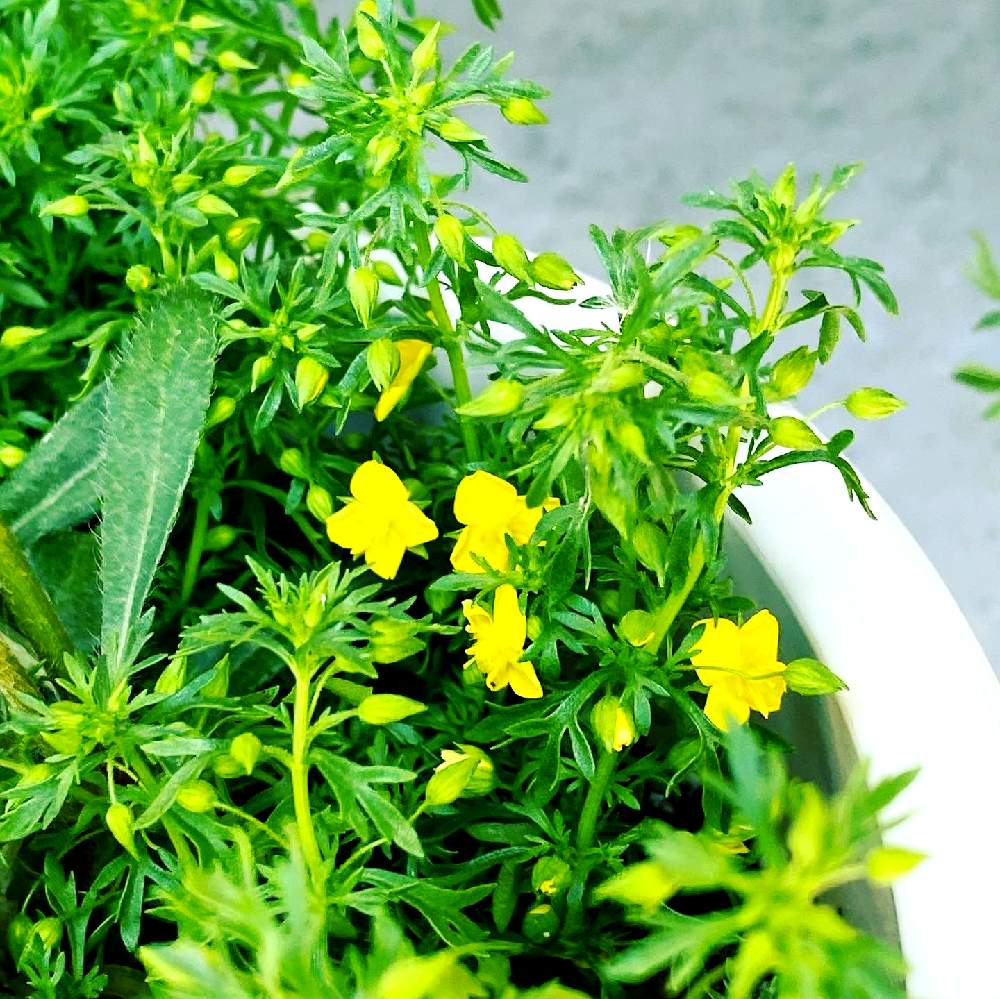 リトルチュチュ レモンミストの投稿画像 By Matto さん 花のある暮らし と寄せ植えとおうち園芸と可愛いと癒し 月5月30日 Greensnap グリーンスナップ