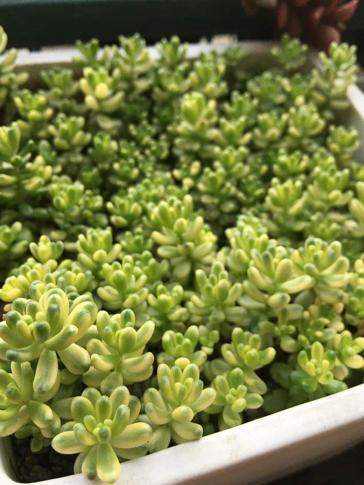 店舗良い 斑入りタイトゴメ♡多肉植物 激安をお選 -andjeli.hr