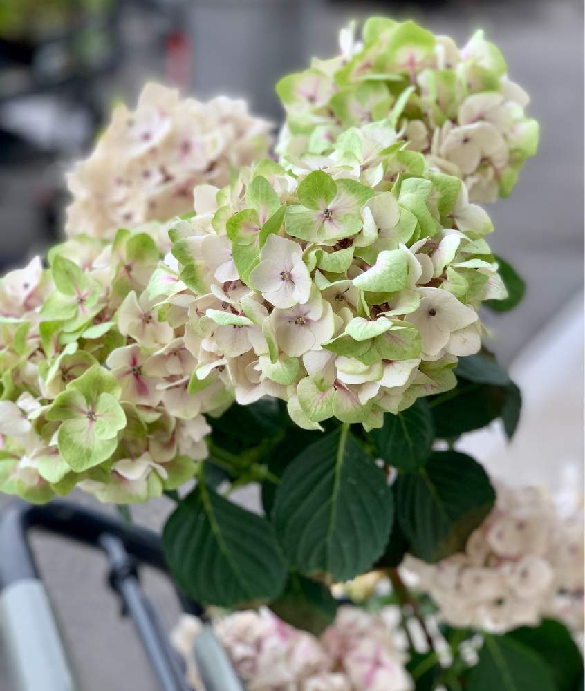 おすすめネット ハイドランジア アジサイ カミーラ 5号鉢 植物 観葉植物 Aiwr Org