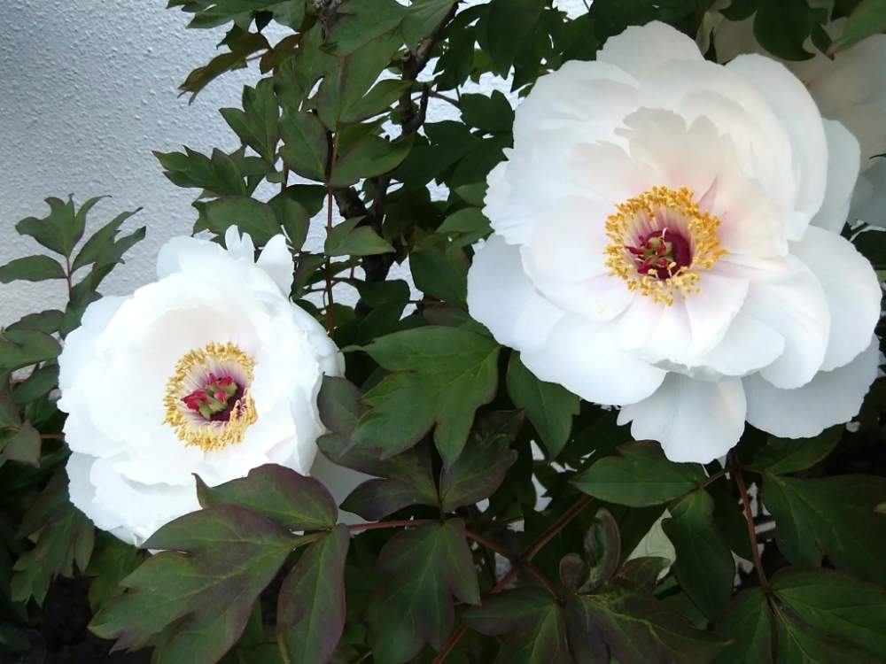 牡丹 白 の投稿画像 By Seiさん 白い花と北海道と札幌とお花 月5月30日 Greensnap グリーンスナップ