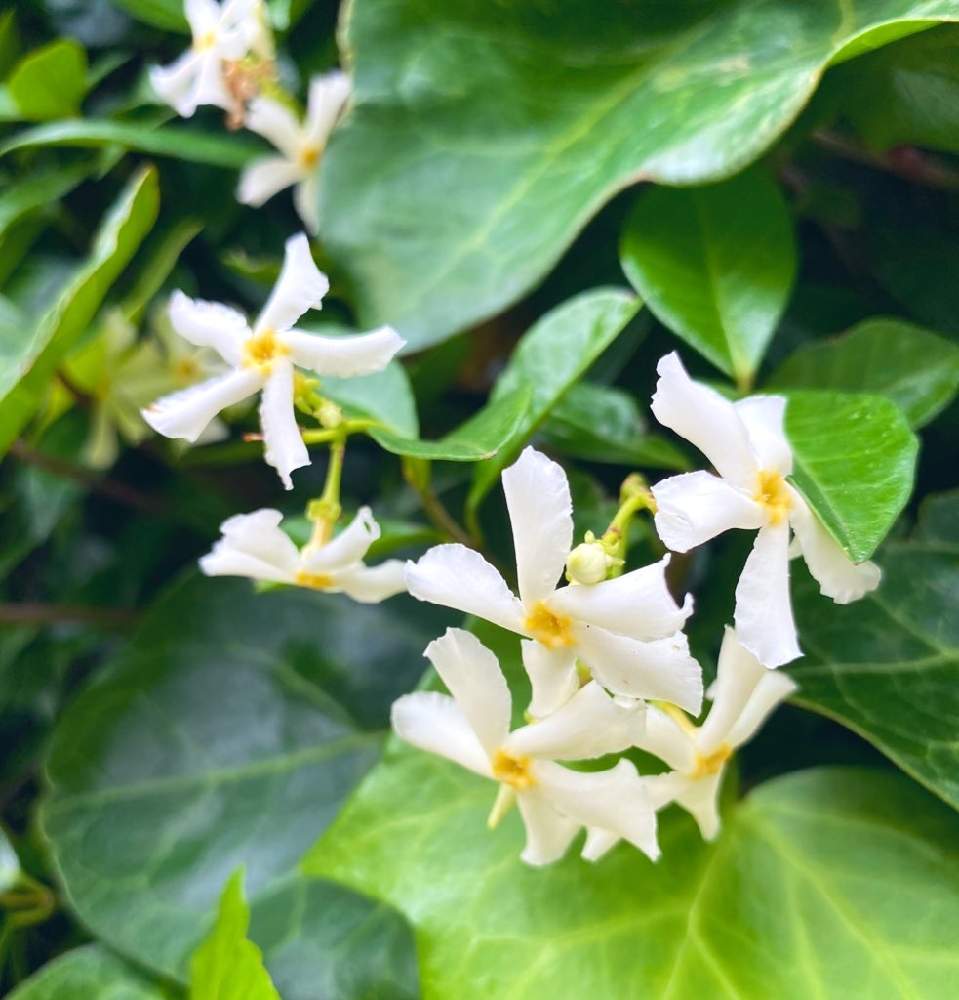 テイカカズラの投稿画像 By Delphiさん 月5月30日 Greensnap グリーンスナップ