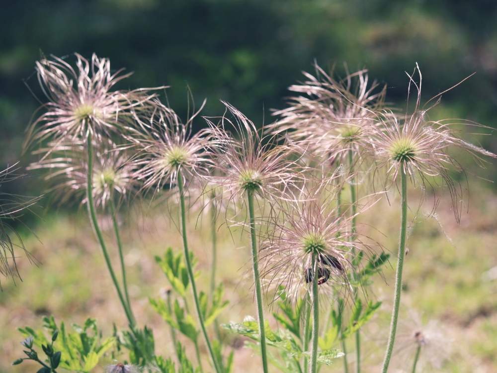 可憐な花の投稿画像 By Jupiter さん Canonと初夏の到来とオキナグサ と山野草とgs映えと花のある暮らしとオキナグサの綿毛とお出かけ先と 可憐な花とcanonと初夏の到来とオキナグサ と山野草とgs映えと花のある暮らし 月5月30日 Greensnap グリーン