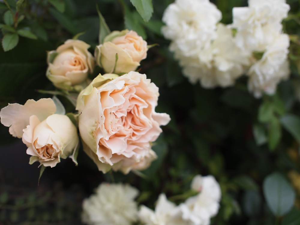 Spring バラの記録 Greensnap グリーンスナップ