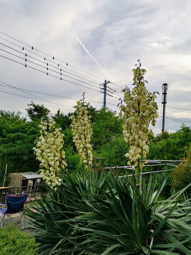 キミガヨラン ユッカ属 の投稿画像 By フラワーガーデンさん 月5月30日 Greensnap グリーンスナップ