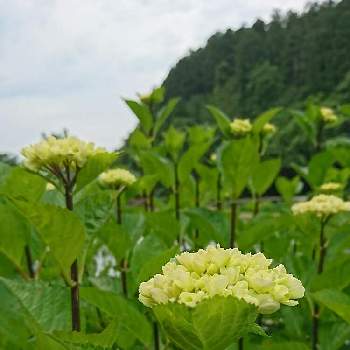 池田池公園の投稿画像一覧 Greensnap グリーンスナップ