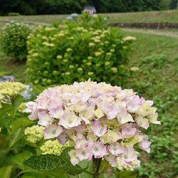 池田池公園の投稿画像一覧 Greensnap グリーンスナップ