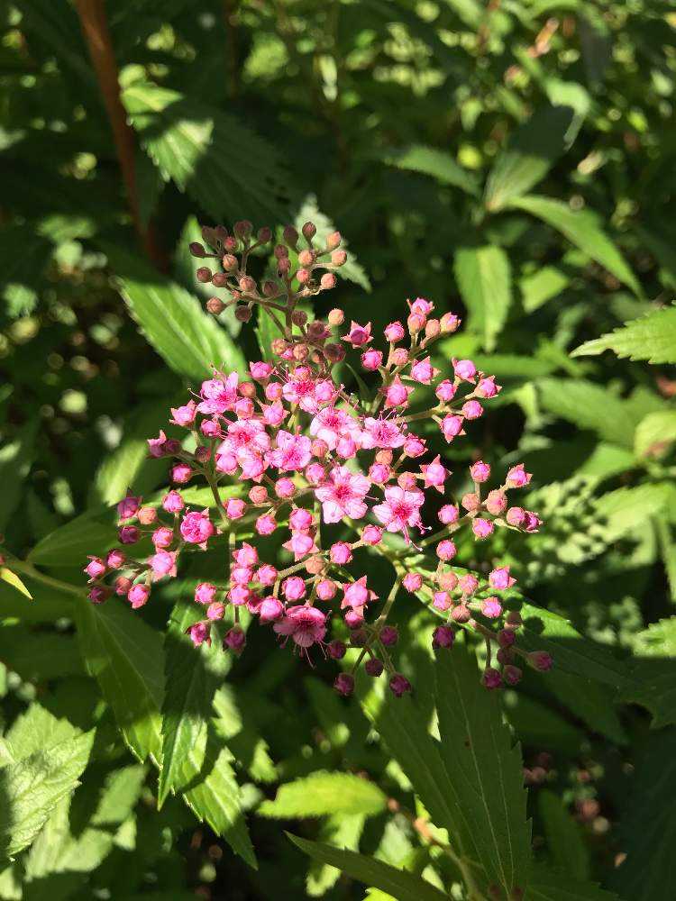 庭に咲く花 5月 Greensnap グリーンスナップ